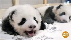 В мире. Неразлучные пандята. Доброе утро. Фрагмент выпуска от 03.12.2019