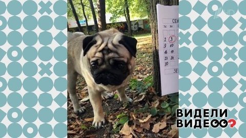 Мопс в беде не бросит. Видели видео? Фрагмент выпуска от 08.12.2019