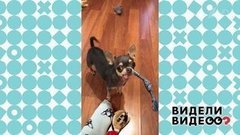 Чихуахуа и ее игрушки. Видели видео? Фрагмент выпуска от 08.12.2019