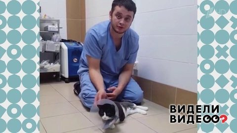Ветеринар с большим сердцем. Видели видео? Фрагмент выпуска от 08.12.2019
