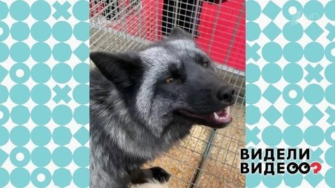 Спасение зверей с выставки шуб. Видели видео? Фрагмент выпуска от 08.12.2019