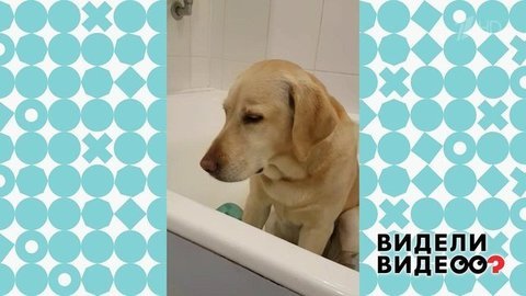Лабрадор после трудного дня. Видели видео? Фрагмент выпуска от 08.12.2019