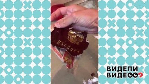 Хаски, лишившая хозяев покоя и документов. Видели видео? Фрагмент выпуска от 08.12.2019