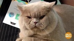 Роскошные кошки! Доброе утро. Фрагмент выпуска от 09.12.2019