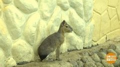 Побег из зоосада. Доброе утро. Фрагмент выпуска от 10.12.2019