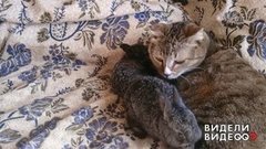 Кошка и ее крольчата. Видели видео? Фрагмент выпуска от 15.12.2019