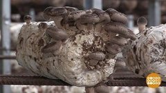 Шиитаке или шампиньоны? Доброе утро. Фрагмент выпуска от 18.12.2019