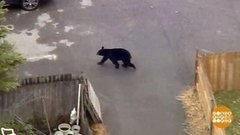 В мире. Приключения черного мишки. Доброе утро. Фрагмент выпуска от 20.12.2019