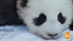 В мире. Пандята получили имена. Доброе утро. Фрагмент выпуска от 23.12.2019