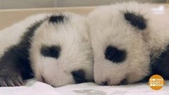 В мире. Пандята-близнецы. Доброе утро. Фрагмент выпуска от 26.12.2019