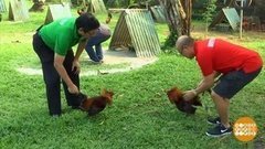 В мире. В поддержку петушиных боев. Доброе утро. Фрагмент выпуска от 03.01.2020