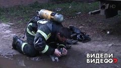 Спасенная кошка и другие невероятные истории. Видели видео? Фрагмент выпуска от 06.01.2020