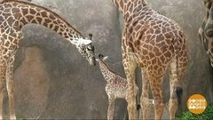 25 лет «С миру по нитке»: пингвины, жирафы, черепашки и прочая милота. Доброе утро. Фрагмент выпуска от 08.01.2020