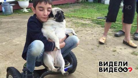 Как мопса на гироскутере катали. Видели видео? Фрагмент выпуска от 12.01.2020