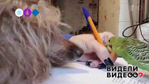 Неразлучная парочка — пудель и попугай. Видели видео? Фрагмент выпуска от 12.01.2020