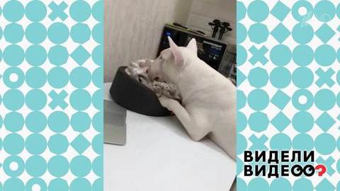 Кот и пес — лучшие друзья! Видели видео? Фрагмент выпуска от 12.01.2020