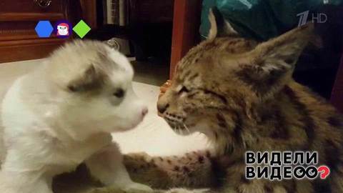 Рысь-воспитательница. Видели видео? Фрагмент выпуска от 12.01.2020
