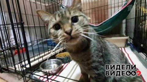 Дальнобойщик спас кота. Видели видео? Фрагмент выпуска от 12.01.2020