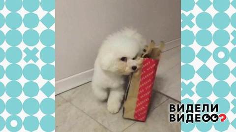 Хозяйственная собачка. Видели видео? Фрагмент выпуска от 12.01.2020