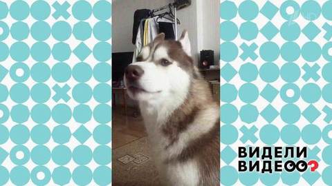 Пес-философ. Видели видео? Фрагмент выпуска от 12.01.2020