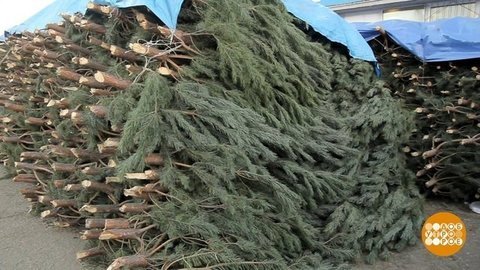 До свидания, елочка! Доброе утро. Фрагмент выпуска от 14.01.2020