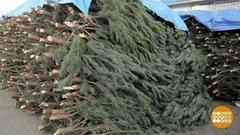 До свидания, елочка! Доброе утро. Фрагмент выпуска от 14.01.2020