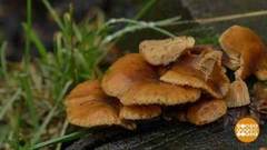 Январь. Айда по грибы! Доброе утро. Фрагмент выпуска от 17.01.2020