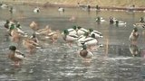 В столичном регионе из-за тумана объявлен желтый уровень погодной опасности