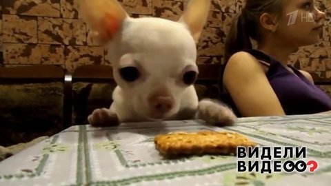Чихуахуа охотится за печеньем. Видели видео? Фрагмент выпуска от 19.01.2020