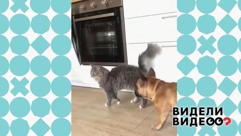 Кошка учит бульдога красиво ходить. Видели видео? Фрагмент выпуска от 19.01.2020