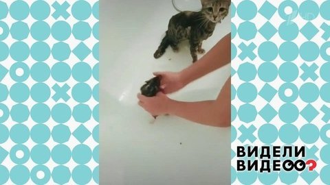 Крыса и кошка: они даже купаются вместе! Видели видео? Фрагмент выпуска от 19.01.2020