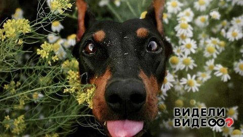 Видели видео? Анонс