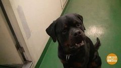 Ротвейлер Рино, таможенных дел профессор. Доброе утро. Суббота. Фрагмент выпуска от 25.01.2020