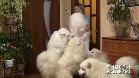 Самоеды встречают хозяйку. Видели видео? Фрагмент выпуска от 26.01.2020