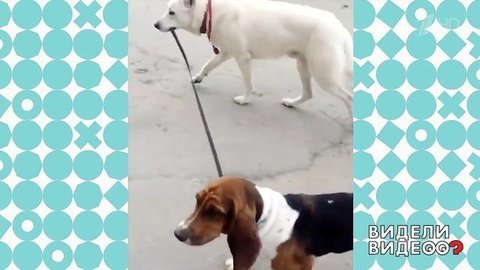 Овчарка выгуливает бассет-хаунда. Видели видео? Фрагмент выпуска от 26.01.2020