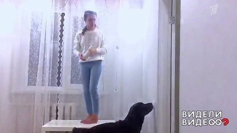 Лабрадор-выключатель. Видели видео? Фрагмент выпуска от 26.01.2020