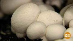 Зимние грибы. Доброе утро. Фрагмент выпуска от 28.01.2020