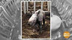 В мире. Родился черный носорожек. Доброе утро. Фрагмент выпуска от 29.01.2020