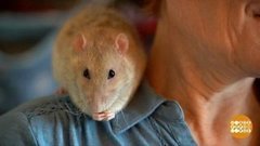 В мире. Любители крыс. Доброе утро. Фрагмент выпуска от 31.01.2020