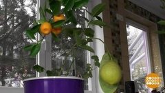 Лимоны на подоконнике. Доброе утро. Фрагмент выпуска от 03.02.2020