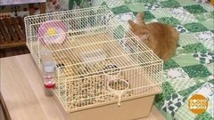 Рыжий кот, лучший друг белых мышат. Доброе утро. Фрагмент выпуска от 06.02.2020