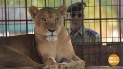 В мире. Помощь голодающим львам. Доброе утро. Фрагмент выпуска от 12.02.2020