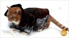 Хвостатые талисманы. Доброе утро. Фрагмент выпуска от 12.02.2020