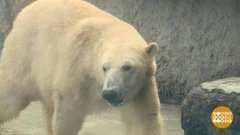 В мире. Полярные медведи. Доброе утро. Фрагмент выпуска от 14.02.2020