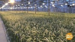 Урожай-2020: всего будет много! Доброе утро. Фрагмент выпуска от 17.02.2020