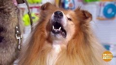 Мой пес — супергерой! Доброе утро. Фрагмент выпуска от 17.02.2020