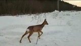 В Нижнекамске спасли молодую косулю, которая застряла в школьном заборе