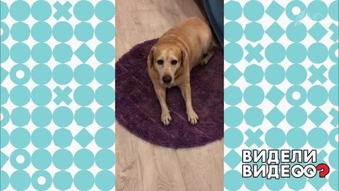 Лабрадор оставил хозяев без подарков. Видели видео? Фрагмент выпуска от 24.02.2020