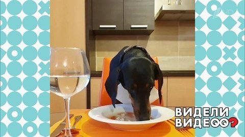 Таксы знают толк в супах. Видели видео? Фрагмент выпуска от 24.02.2020