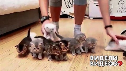 Котята не желают фотографироваться. Видели видео? Фрагмент выпуска от 24.02.2020